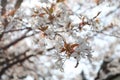 Cheery Blossom is blooming in Japan Royalty Free Stock Photo